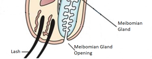 Figure 1: Cross section of the Eyelid Maring. 